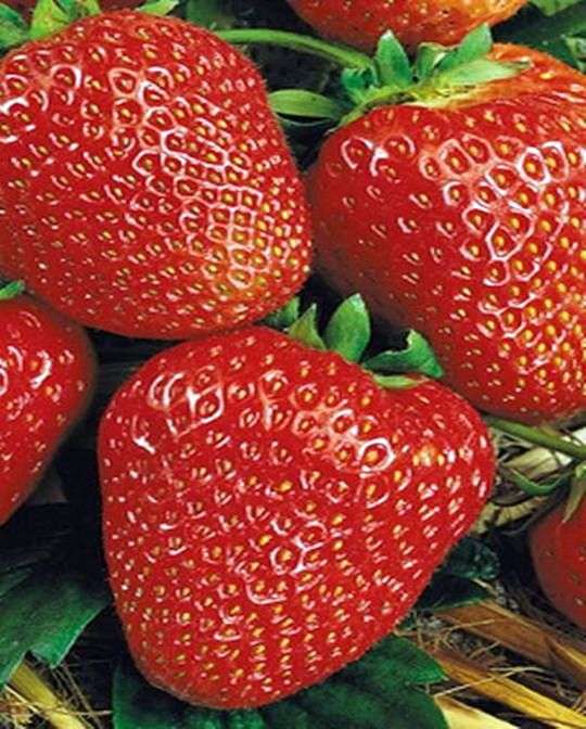 Variété de fraises Kimberly