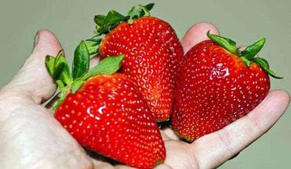 Variété de fraises Alba (Albion)