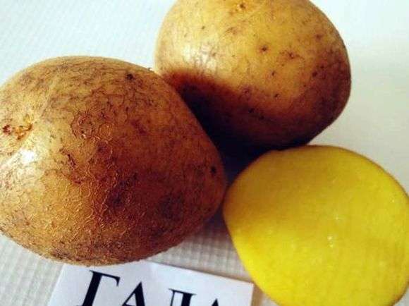 Variété de pommes de terre Gala