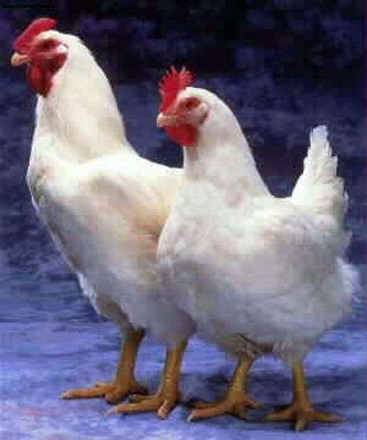 Race de poulets Cornish