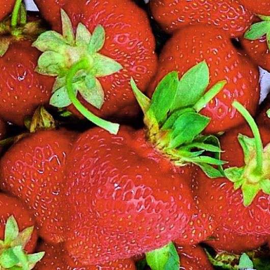 Variété de fraise Zenga Zengana