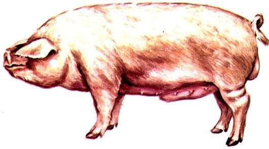 Livenskaya race de cochons