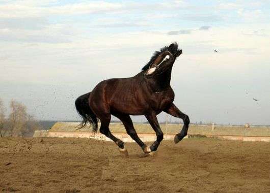 Race de chevaux ukrainiens