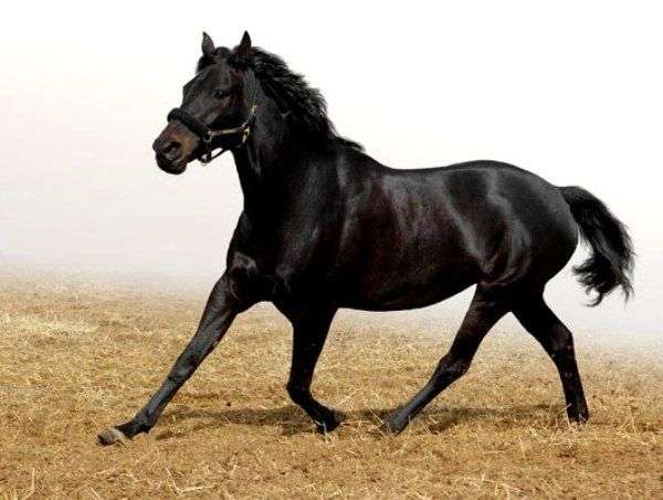 Race Kabardienne de chevaux