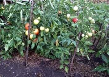 Cultiver des tomates en pleine terre