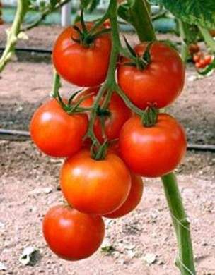 Cultiver des tomates en pleine terre