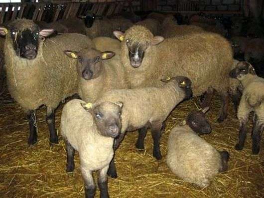 Race de moutons Gorky