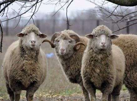 Race Grozny de moutons