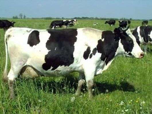 Tagilskaya race de vaches