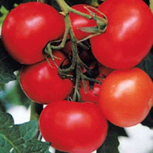 Variété de tomates Evpator