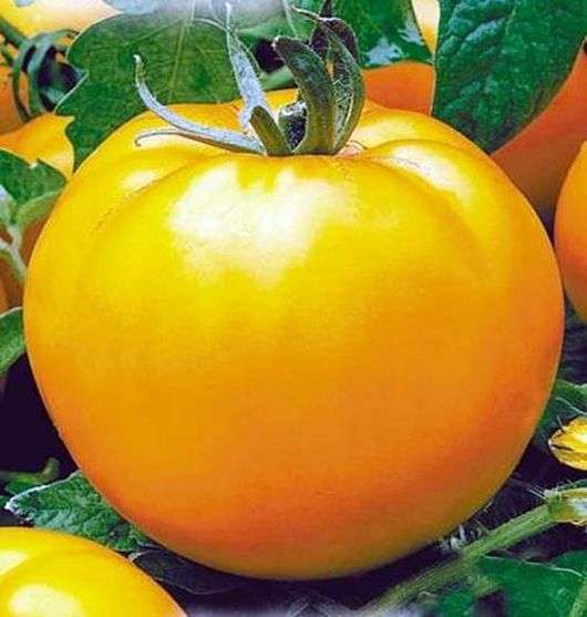 Variété de tomates Orange