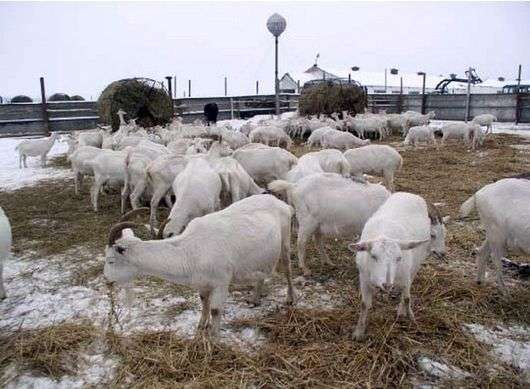 Comment garder les chèvres en hiver