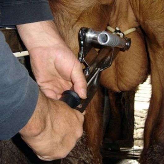 Castration des chèvres   voies et précautions