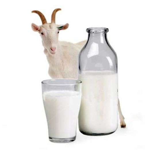 Les avantages du lait de chèvre