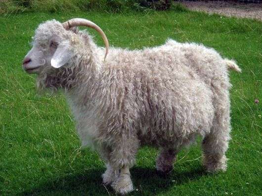 Race de chèvre de laine soviétique