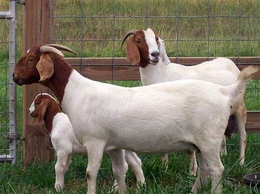 Boer chèvre