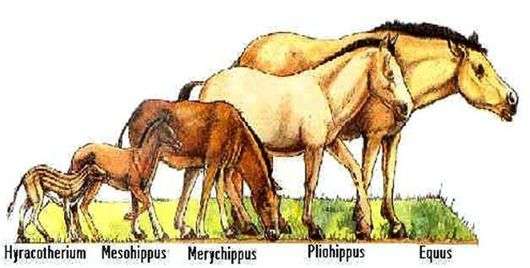 Origine et évolution des chevaux