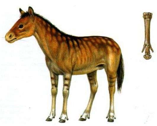 Origine et évolution des chevaux