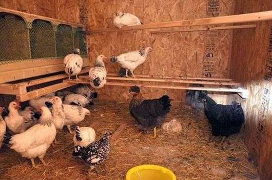 Chambre pour les poulets