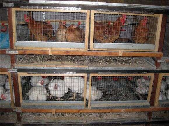 Cage pour les poulets de chair de leurs propres mains