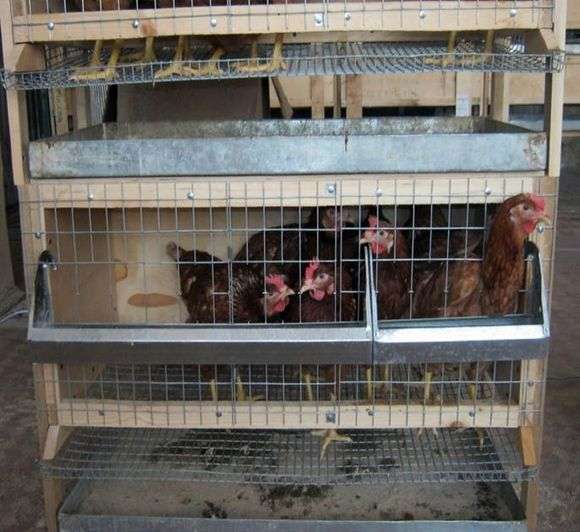 Cage pour les poulets de chair de leurs propres mains