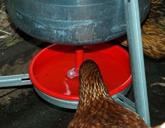 Un bol à boire pour les mains de poulets