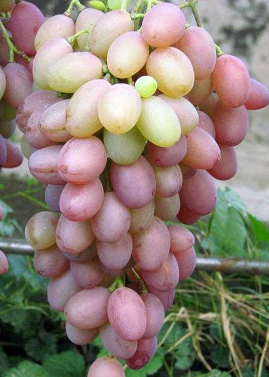 Variété de raisins Victor