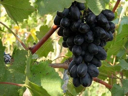 Variété de raisins Codrianka