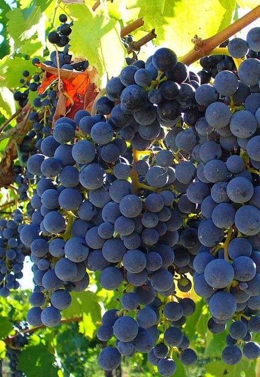 Variété de raisins Isabella