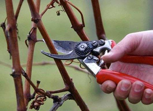 Comment récolter les raisins