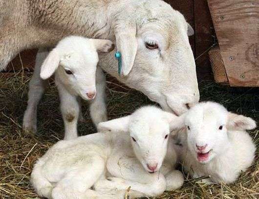 Comment prendre soin des moutons