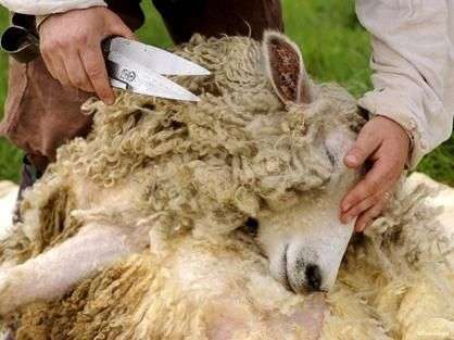 Comment prendre soin des moutons
