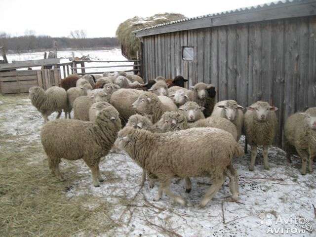 Fourrage pour les moutons
