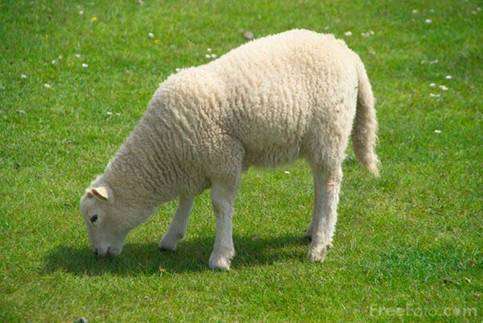 Fourrage pour les moutons