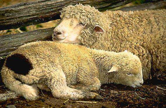 Traire des moutons