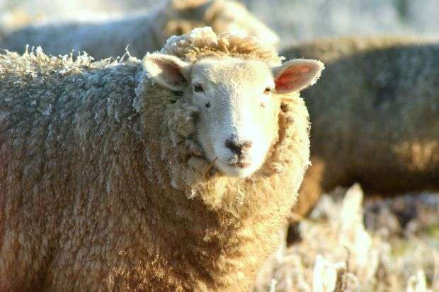 Traire des moutons