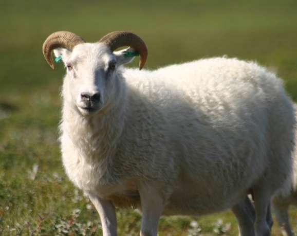 Castration de moutons