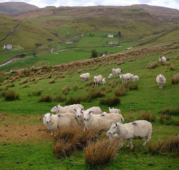 Nourrir et garder les moutons