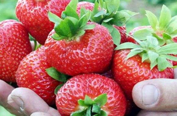 Variété de fraises Kimberly