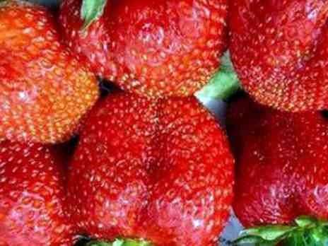 Variété de fraises Lord