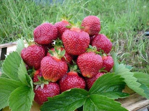 Variété de fraises Miel