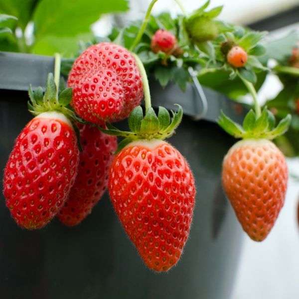Variété de fraises Elizabeth