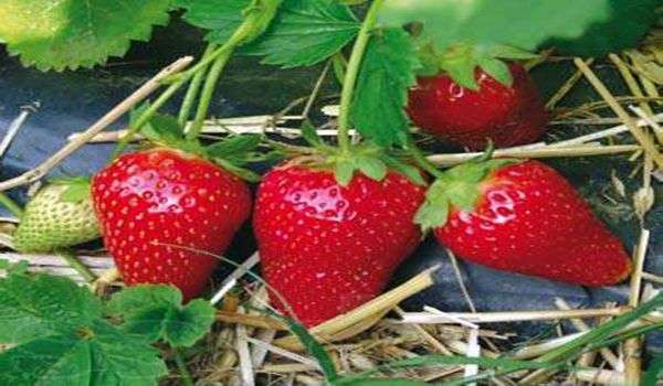 Variété de fraises Alba (Albion)