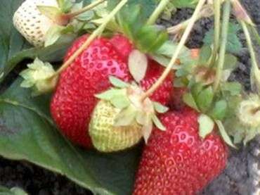 Variété de fraises Asie