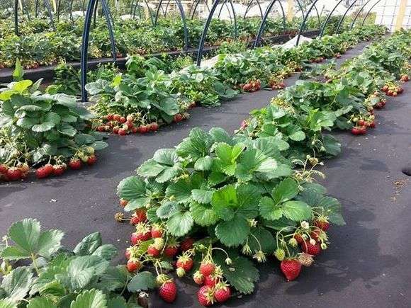Plantation de fraises au printemps