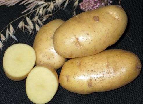 Variété de pommes de terre Lady