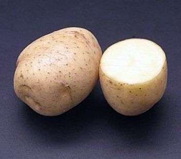 Variété de pommes de terre Lady