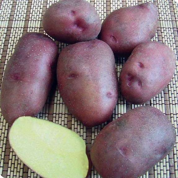 Variété de pommes de terre Rosaire