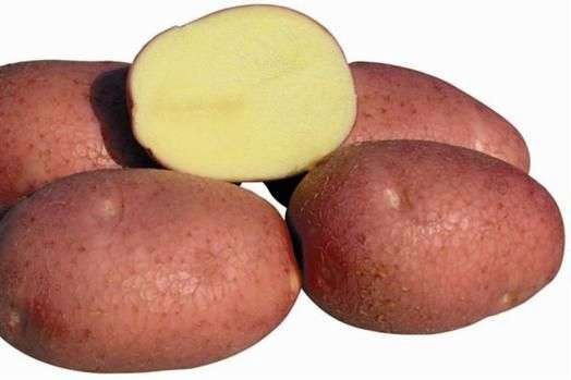 Variété de pommes de terre Bellarosa