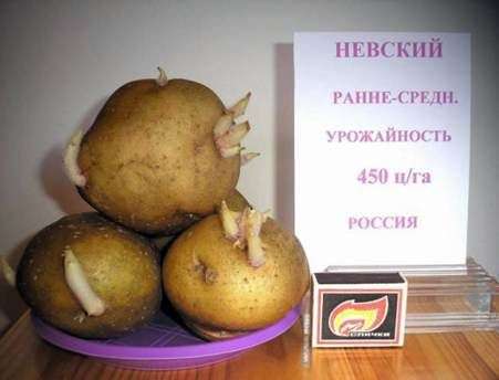 Variété de pommes de terre Nevsky